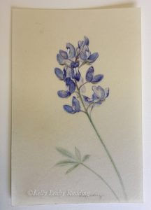 Kelly Leahy Radding, texas bluebonnet, texas wildflower