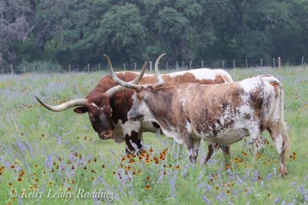 texas, longhorn, cattle