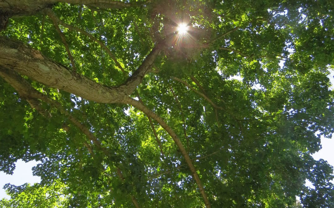 Trees; or the  Search for a Tree