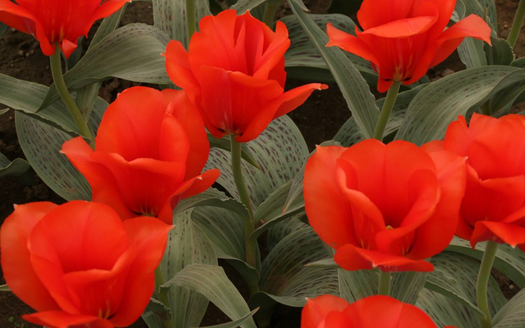 Designing Websites and Tulipmania