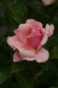 rose, rain, ireland, powers court