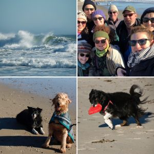 border collie, maine, family, waves, beach, golden doodle, frisbee dog