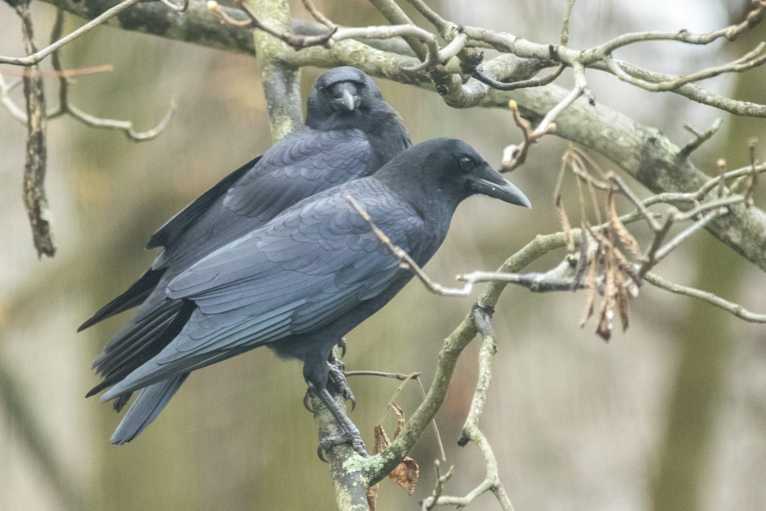 Crows in the Yard
