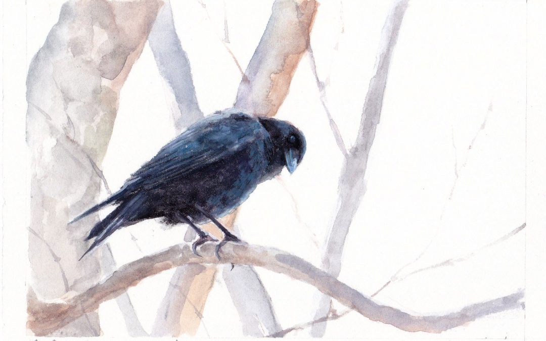 My Year of the Crow