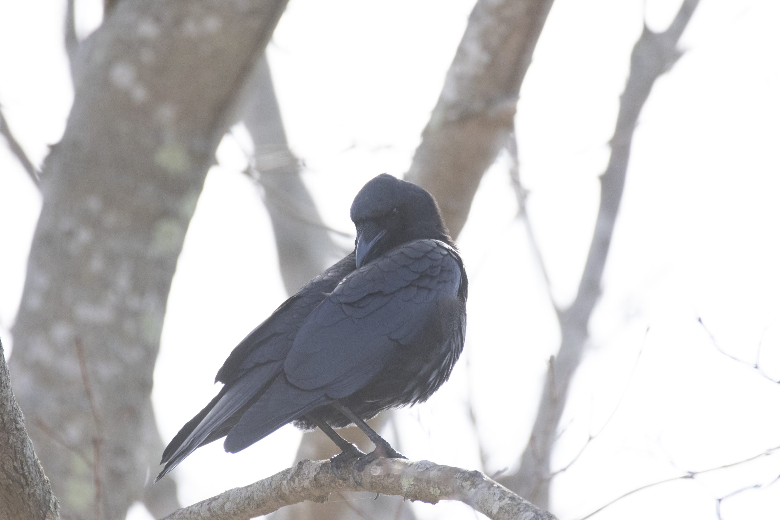 crow on branch